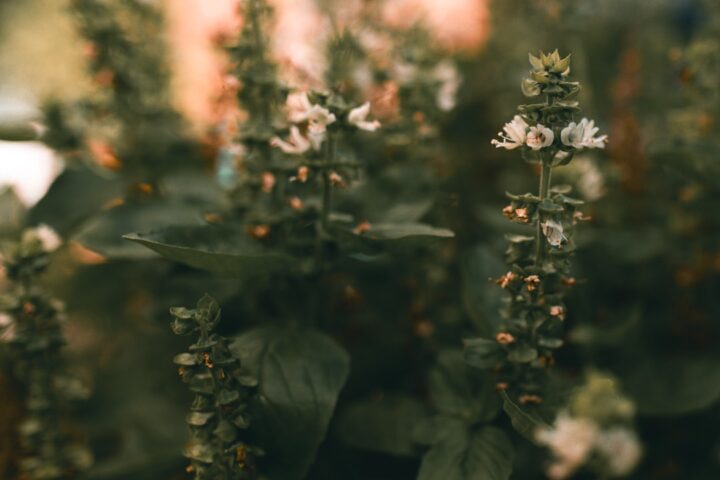basil plant